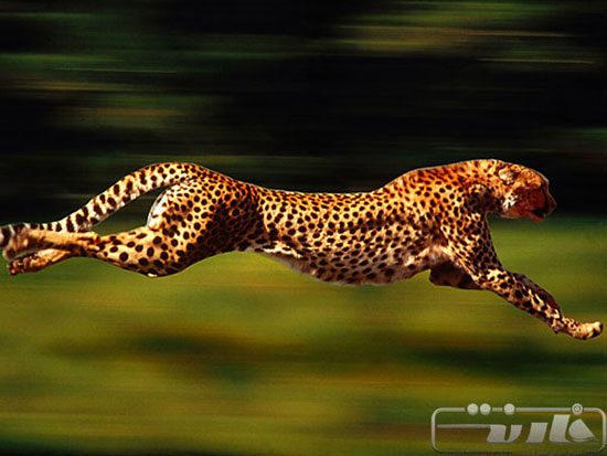 با سریع‌ترین جانوران روی زمین آشنا شوید