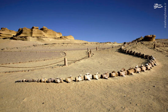 عکس: افتتاح موزه دایناسورها در مصر