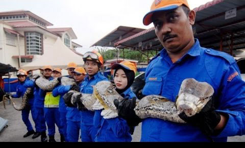 خودکشی مار غول‌پیکر در مالزی؟! +عکس