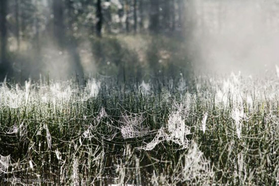 جنگلِ زیبای کارلیا در روسیه +عکس