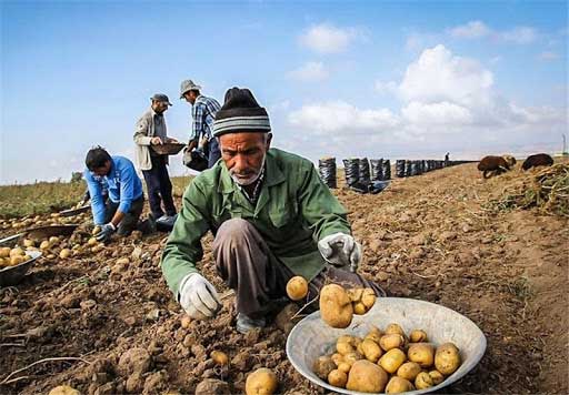 سیب‌زمینی ایران از ترکمنستان برگشت خورد