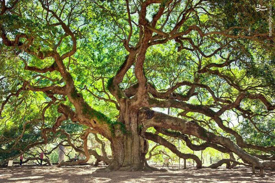 درخت1500 ساله