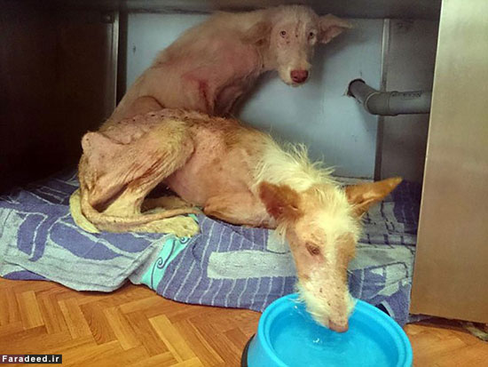 عکس: شکنجه هولناک دو سگ!