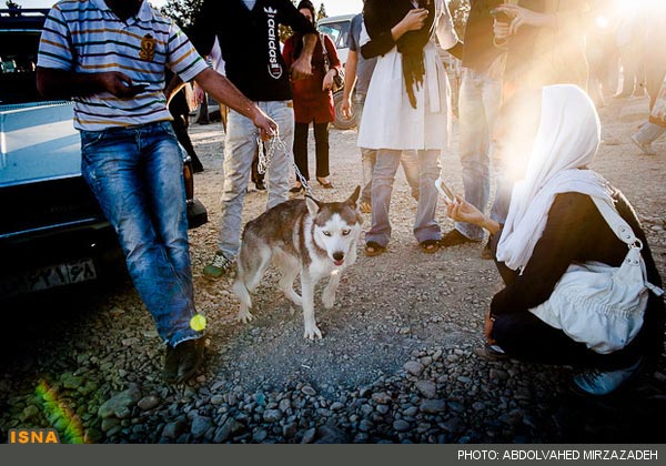 گزارش تصویری از جمعه‌ بازار سگ‌ ها در تهران