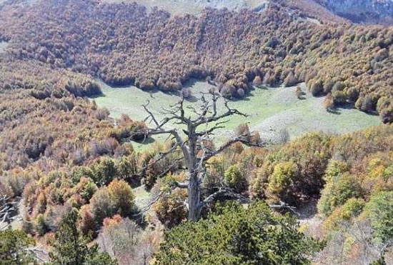 کهن‌ترین درخت اروپا هنوز رشد می‌کند