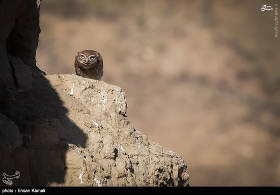 جغد سنگی ایرانی +عکس