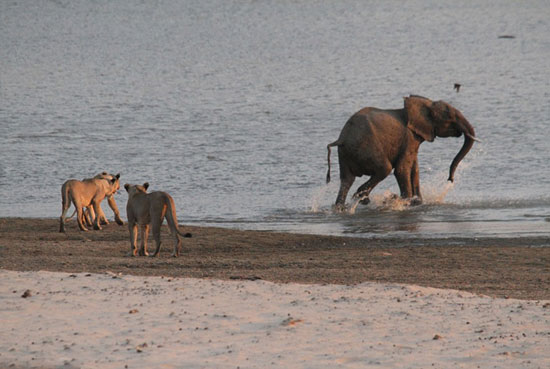 عکس: مبارزه فیل جوان با 14 شیر گرسنه