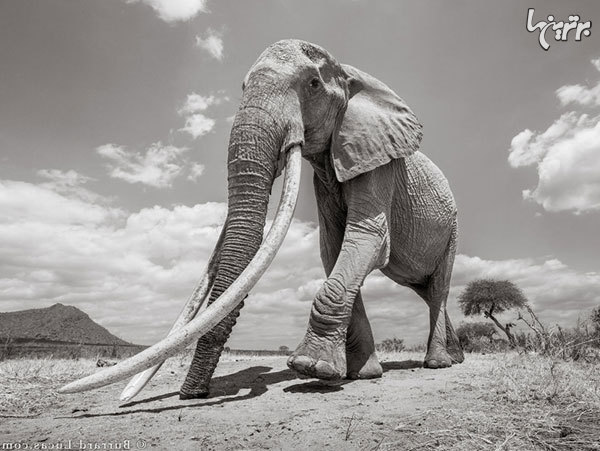 آخرین عکس‌های «ملکه فیل‌ها»