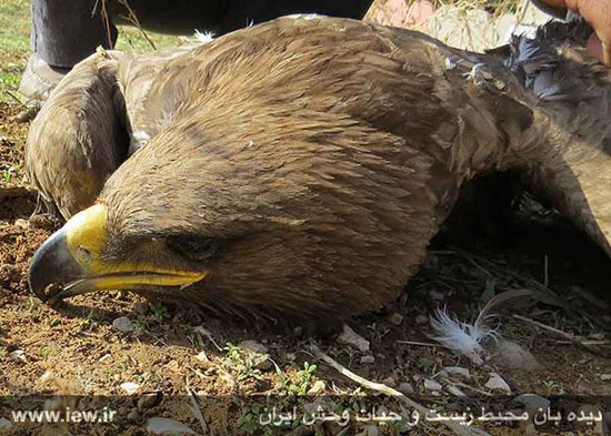 مرگ مشکوک عقاب ها در یاسوج +عکس