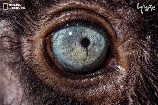 عکس: چشم حیوانات از نمای خیلی نزدیک