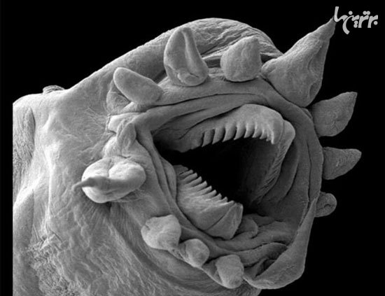 تصاویر جالب و دیدنی اجسام زیر میکروسکوپ