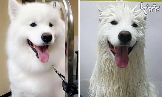تصاویر خنده دار سگ ها قبل و بعد از حمام