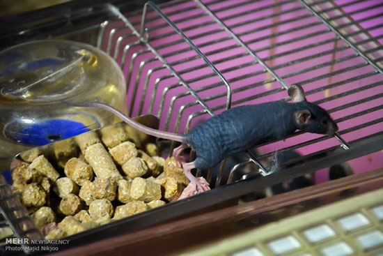 عکس: موش‌های آزمایشگاهی یک انیستیتو