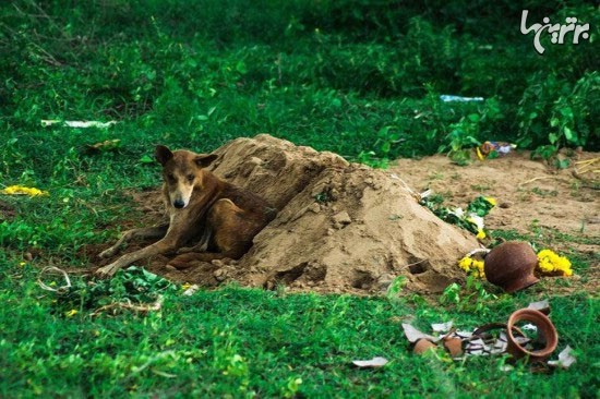 سگ باوفا دنیا را متحیر کرد +عکس