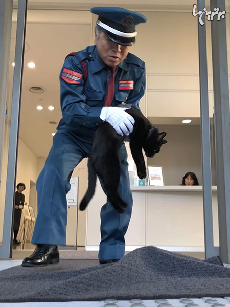 دو گربه ژاپنی که سال هاست تلاش می‌کنند وارد موزه شوند