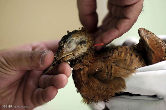 درمان پرندگان با طب سوزنی! +عکس