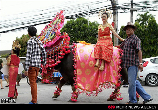 مسابقات بوفالو سواری در تایلند +عکس