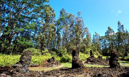 درختانی از جنس گدازه در هاوایی +عکس