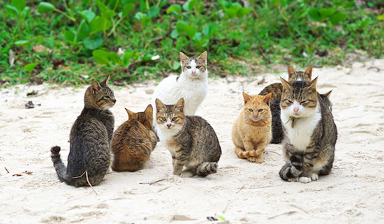 راه حل ژاپنی‌ها برای رهایی از گربه‌های مزاحم