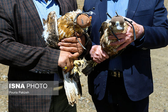 رهاسازی پرندگان شکاری در همدان