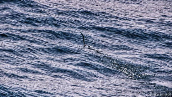 ماهی‌های پرنده در خلیج‌ فارس +عکس