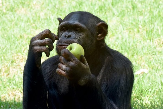 یافته‌ی جالب محققان درباره رفتار شامپانزه‌ها