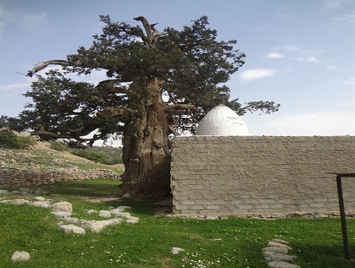 از ابرکوه تا خامنه؛ با کهن‌ترین درخت‌های ایران آشنا شوید