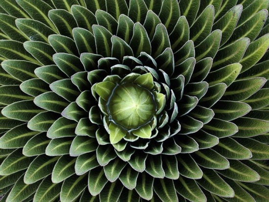 هندسه در دنیای گیاهان! +عکس