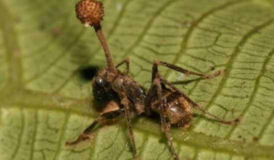 دانستنی‌های باور نکردنی از زندگی مورچه‌ها