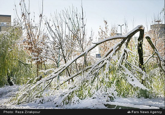 بارش برف و شکسته شدن درختان در شهرکرد