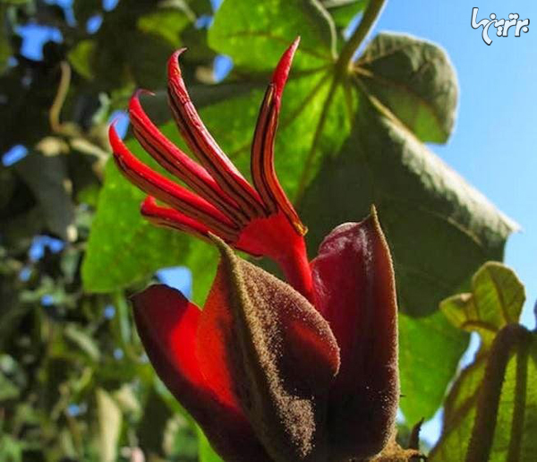 عجیب و غریب‌ترین گل‌های سراسر جهان