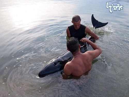 6 ساعت زمان برای نجات بچه نهنگِ خسته