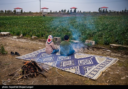 عکس‌های برداشت گل نرگس از مازندران دل‌تان را می‌برد