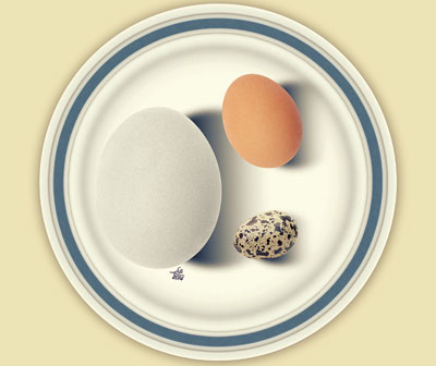 تخم‌مرغ بهتر است یا تخم غاز و اردک؟!