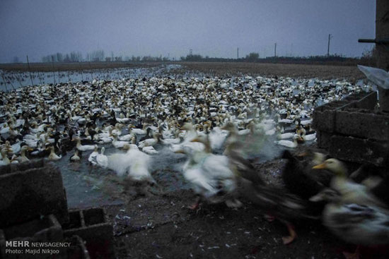 عکس: پرورش اردک شالیزاری در فریدونکنار