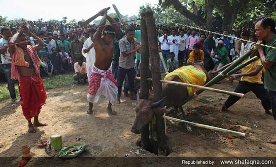 مدل عجیب کشتن گاو در هند +عکس