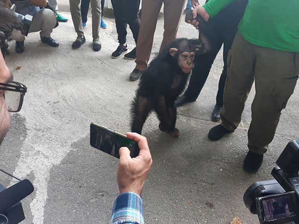 تصاویری از خداحافظی با «باران»، شامپانزه ارم