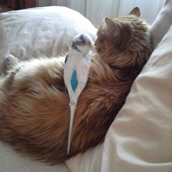 دوستی دلنشینِ گربه با یک مرغ عشق
