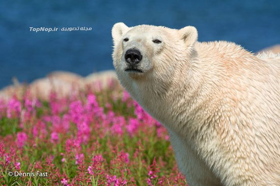 بازیگوشی خرس های قطبی در میان گل ها