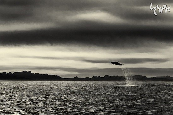 نتیجه 25 سال عکاسی از وال‌ها و دلفین‌ها