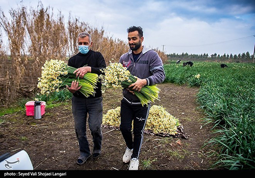 عکس‌های برداشت گل نرگس از مازندران دل‌تان را می‌برد