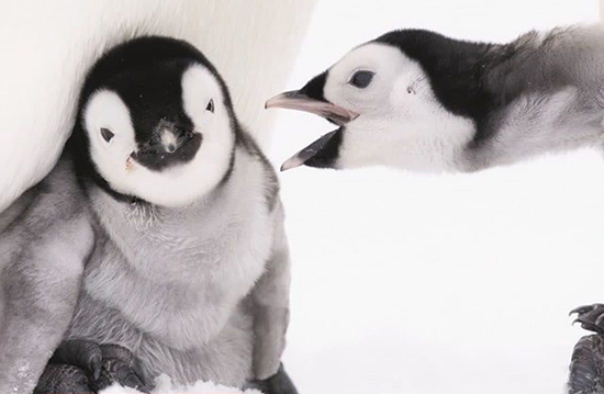 ازدحام، رازبقای پنگوئن‌ها