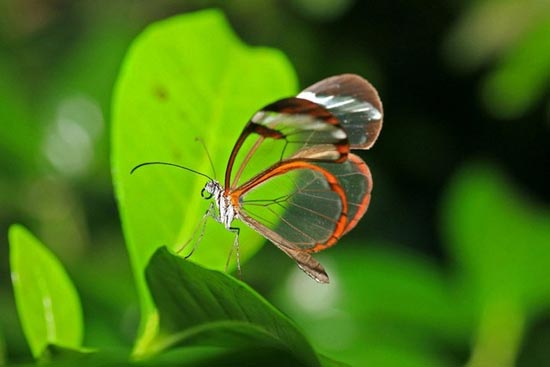 پروانه بال شیشه‌ای +عکس