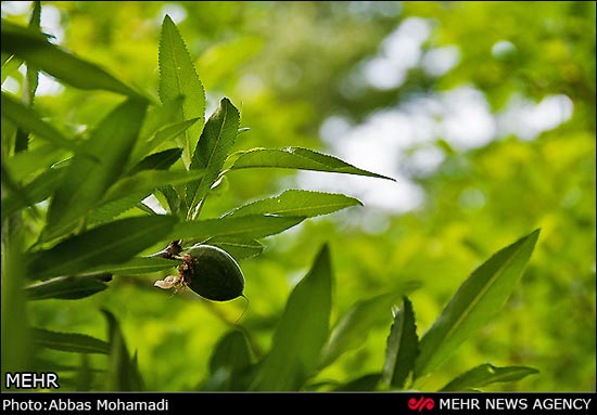 عکس: طبیعت بهاری روستای آب ملخ