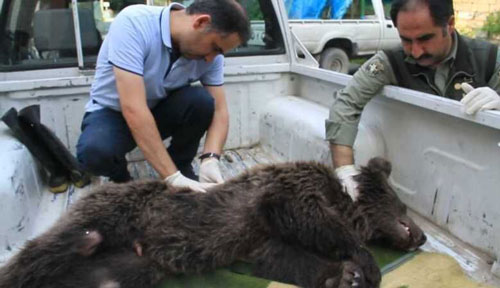 ساچمه، علت تلف شدن توله خرس در گلستان