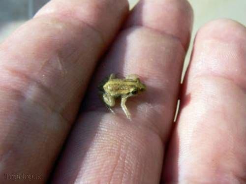 کوچکترین جانور مهره دار دنیا +عکس