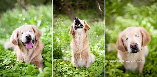 سگ خنده روی بدون چشم +عکس
