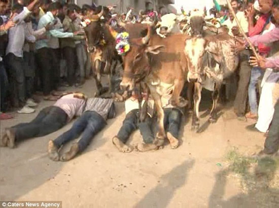 مراسم عجیب عبور گاو‌ها از بدن مردان هندی