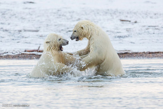 بازی دو بچه خرس قطبی‎