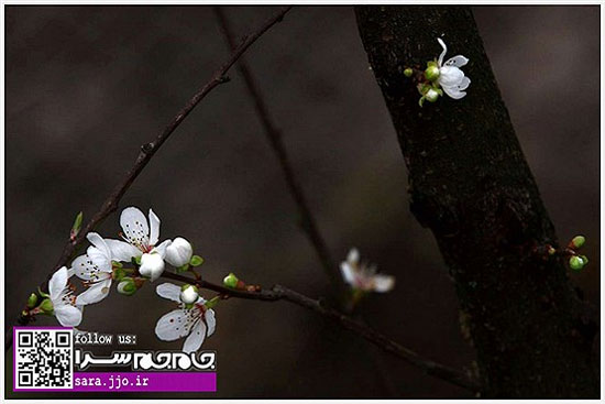 عکس: شکوفه دادن درختان در استان گیلان!